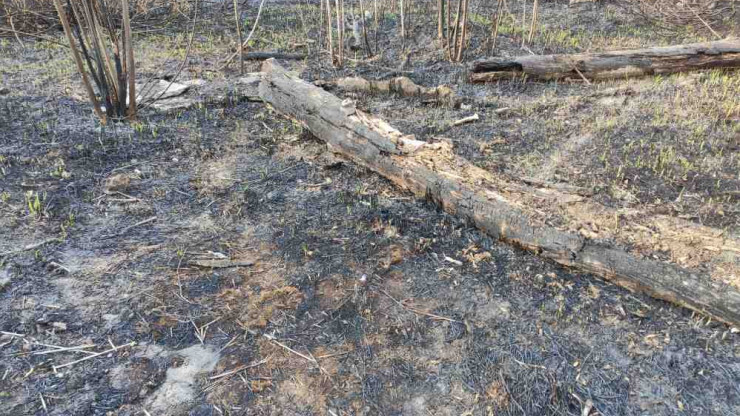 Минлеса назвало суммы штрафов для нарушителей противопожарного режима в лесу - новости ТИА