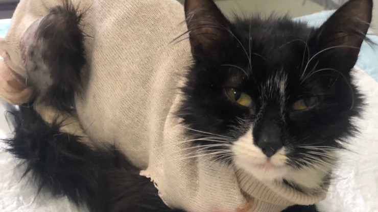 Благодаря стараниям волонтёров кошка Фелиция с жуткими ранами идёт на поправку - новости ТИА