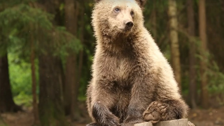 Центр спасения медвежат поделился видеозарисовкой о красавице Даше - новости ТИА