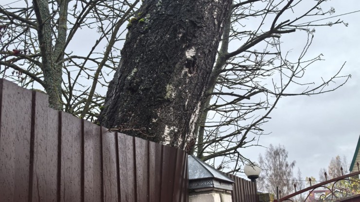 В деревне под Тверью на участок упала соседская береза: что делать? - народные новости ТИА