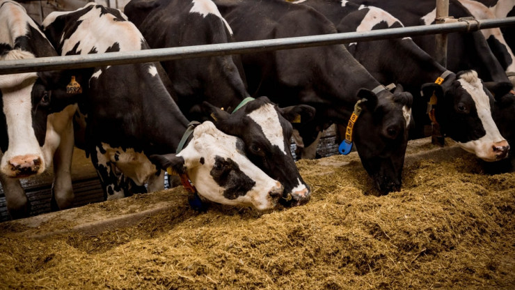 Работник фермы в Тверской области жестоко надругался над коровой - новости ТИА