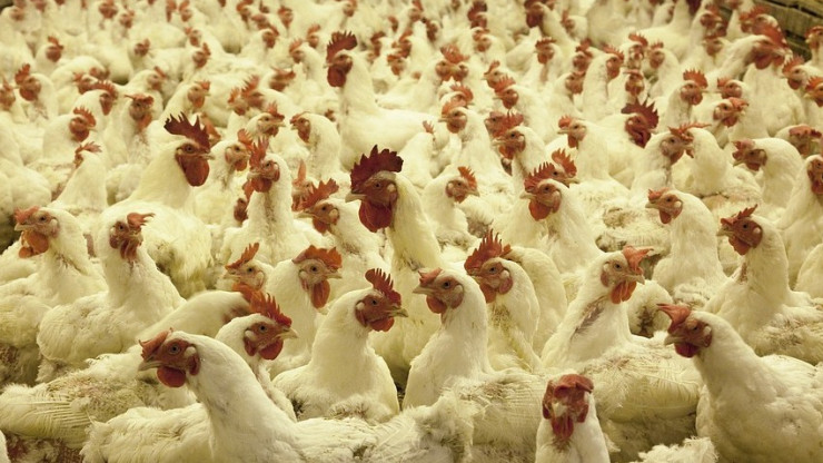 В Твери в тушках цыплят нашли сальмонеллы - новости ТИА