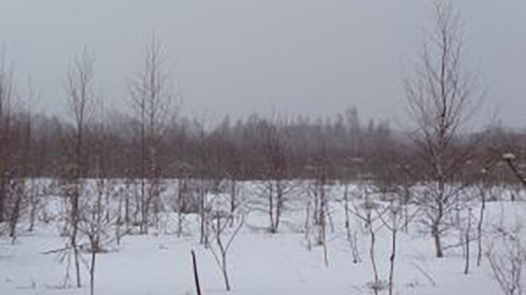 В Тверской области более 450 гектаров пашни заросли кустарниками и сорняками - новости ТИА