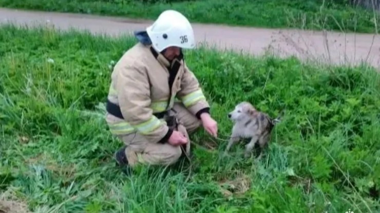 В Тверской области из колодца спасли собаку - новости ТИА