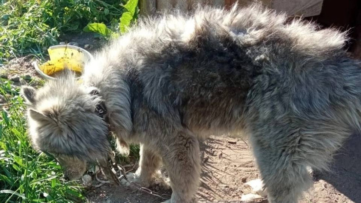 Тверские зооволонтёры спасли от голодной смерти домашнюю собаку - новости ТИА