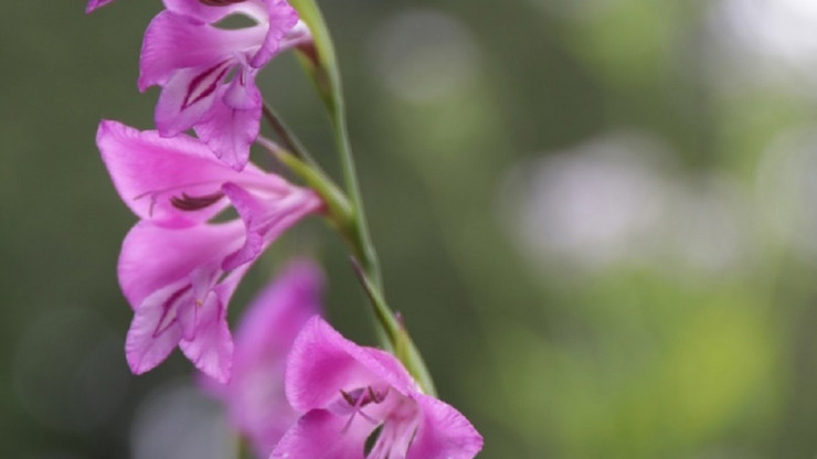 В тверском Ботаническом саду цветут очень редкие Гладиолусы болотные - новости ТИА