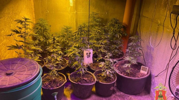 В Тверской области мужчина в гараже организовал наркооранжерею - новости ТИА