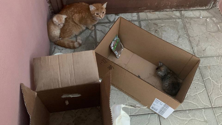 В Твери двое парней подбросили в офис коробку с кошкой Шкодой и котятами - новости ТИА