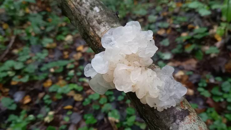 В Тверской области на дереве вырос "студень" - новости ТИА