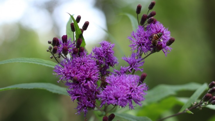 В Твери замечен Косматый мамонт - новости ТИА