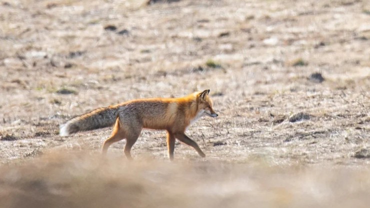 В заповеднике Тверской области рассказали о рационе и повадках хитрых лисиц - новости ТИА
