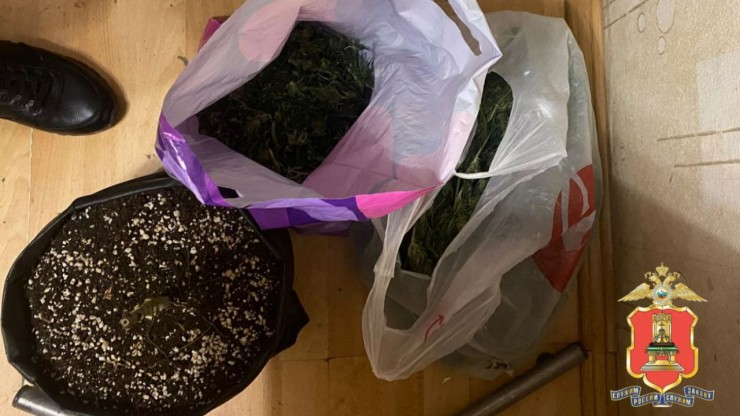 В Ржеве обнаружили ферму, где выращивали растительные наркотики - новости ТИА