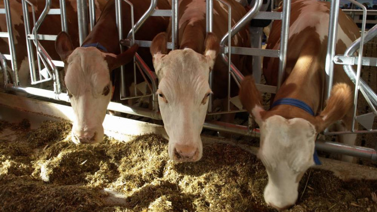 В Тверской области фермер отказался вакцинировать коров - новости ТИА