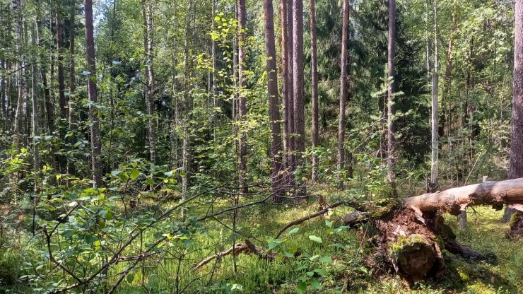 В Тверской области обнаружены новые очаги опасного усача - новости ТИА