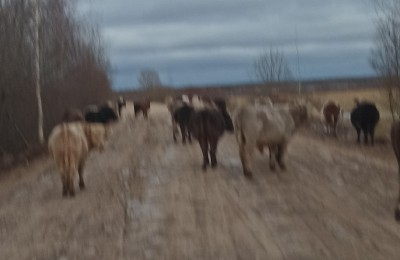 На ферме в Тверской области десятки коров умирают от голода - Новости ТИА