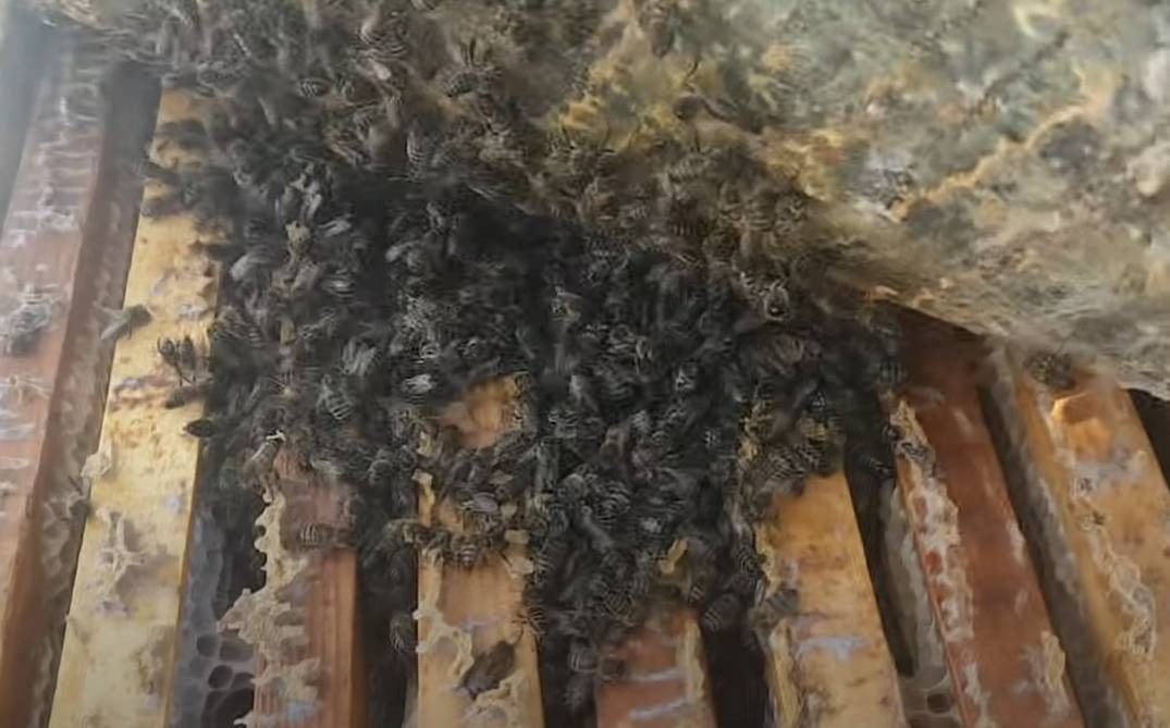 Пасечник из Тверской области показал, как зимуют пчёлы в лютый мороз - новости ТИА