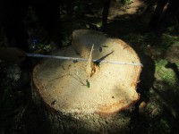 В Удомельском районе браконьер нарубил деревьев на 14 млн рублей   - Новости ТИА