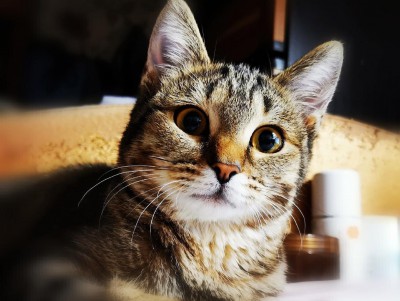 Помочь Нюше: в Твери зоозащитники выхаживают переломанную кошку - новости ТИА