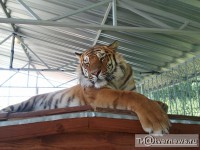 Тверского тигра Барсика из-за плохих условий перевезли в новый зоопарк - Новости ТИА