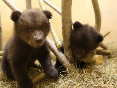 Воспитанница Центра спасения медвежат Шима растет капризой и задирой - Новости ТИА