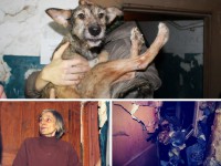 Продолжение ржевской истории: зоозащитники забрали последнюю собаку из квартиры-помойки "Иры-голодомор" - Новости ТИА