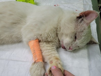 В Торжке волонтеры спасли белого кота с простреленной головой - новости ТИА