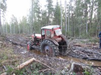 В Тверской области "черные" лесорубы напилили леса на 850 000 рублей - новости ТИА