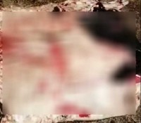 В лесу Тверской области нашли выпотрошенные останки коровы - Новости ТИА