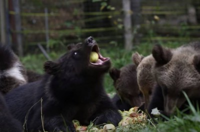 В Тверской области для медвежат накрыли яблочные поляны - новости ТИА