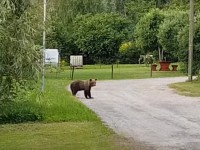 Тверского медведя, который навел шороху в эстонской глубинке, отправят на родину - новости ТИА