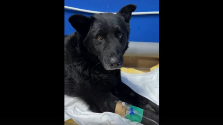 В Твери ищут водителя, который сбил собаку - новости ТИА