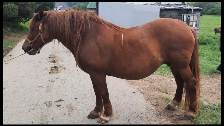 В Тверской области с фермы похитили трёх лошадей - новости ТИА