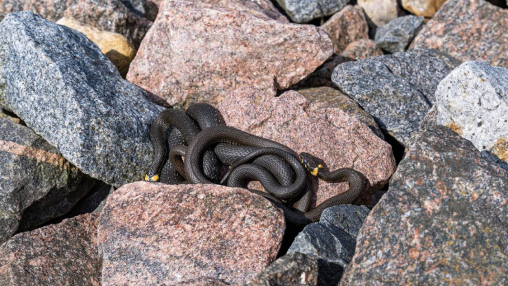 Житель Удомли около озера наткнулся на скопление десятков змей - новости ТИА