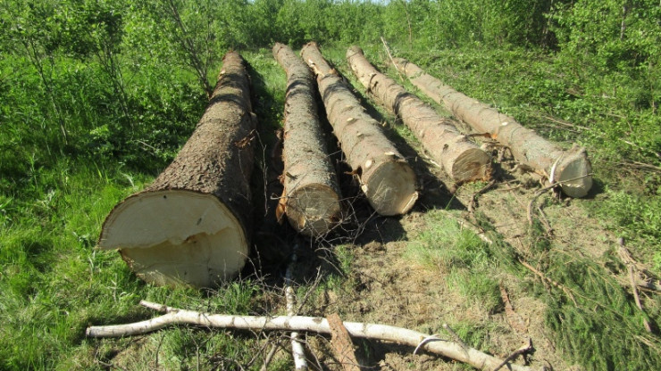 В Тверской области москвича будут судить за рубку деревьев - новости ТИА