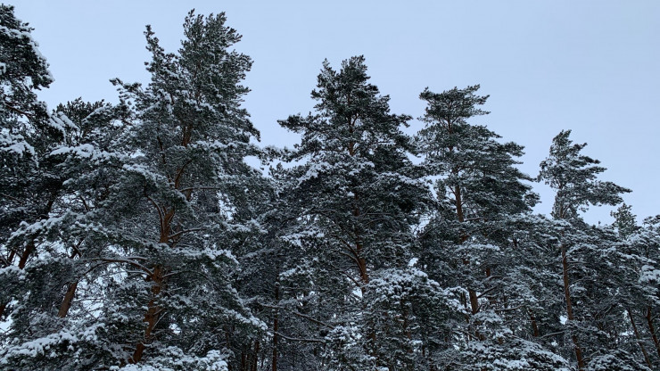 Рослесинфорг: В Тверской области растут 4,9 млрд деревьев - новости ТИА