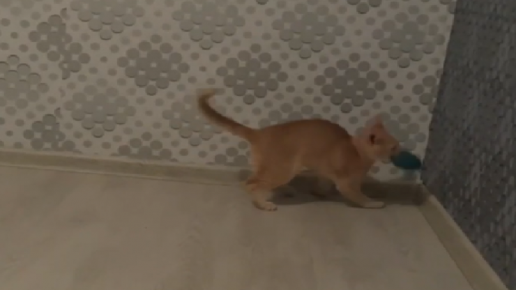 В Твери спасённый из-под "Камаза" котенок полностью восстановился - новости ТИА