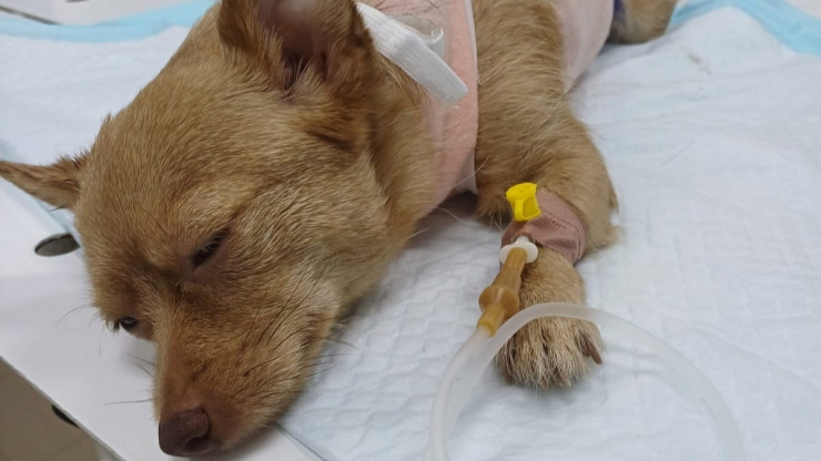 В Конакове ветврачи спасли собачку чихуахуа и её щенков - новости ТИА