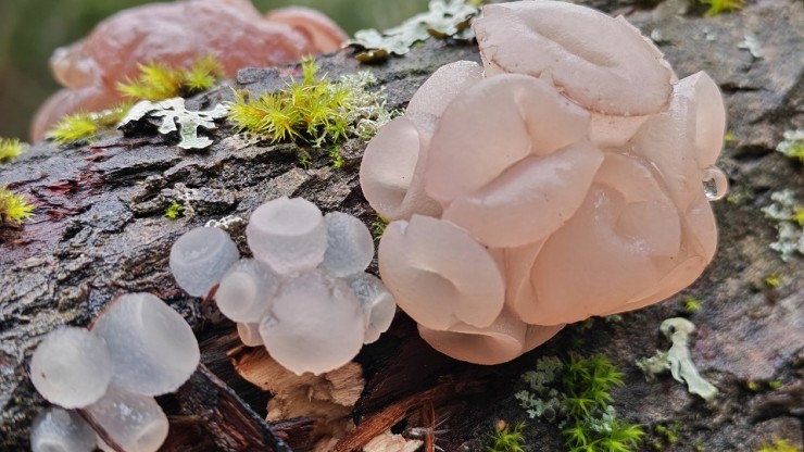 В Тверской области запечатлели необычные грибы - новости ТИА