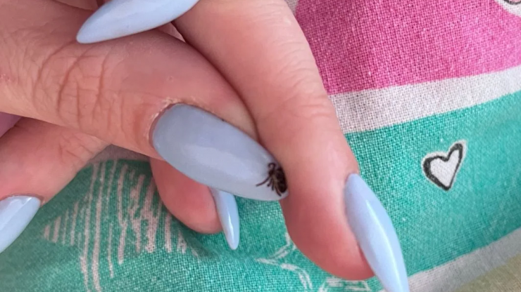 Рекорд: в Тверской области девушка вышла из леса вся в клещах - новости ТИА