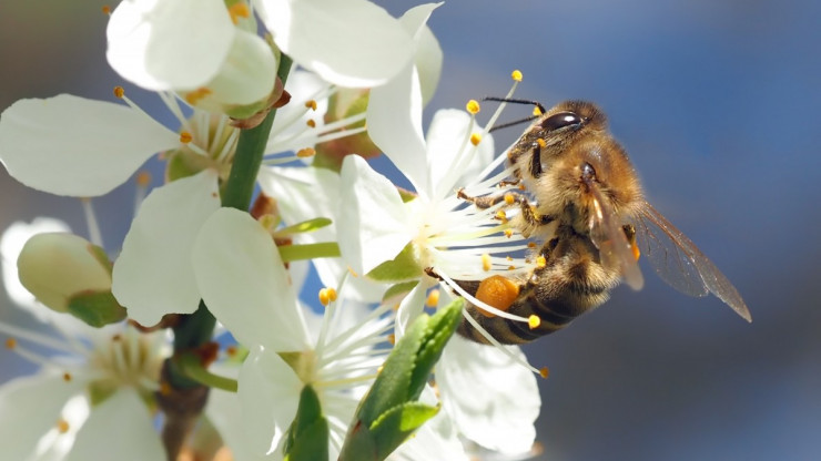 В Тверской области у пчёл обнаружили опасное заболевание - новости ТИА