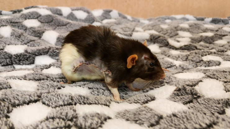 В Твери спасли крысу с опухолью весом 88 граммов - новости ТИА