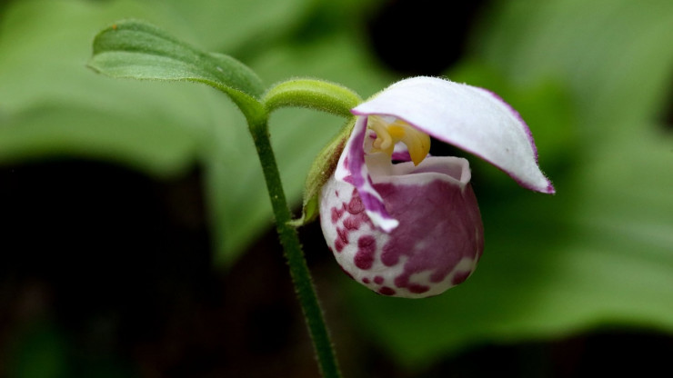 В тверском Ботаническом саду расцвели редкие орхидеи - новости ТИА