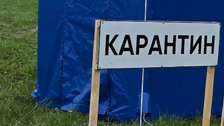 В дачном кооперативе под Тверью ввели карантин по бешенству - новости ТИА