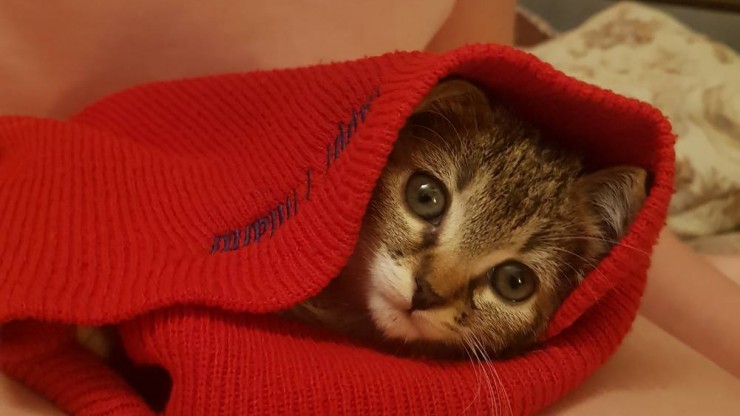 В Твери спасли крошечного котенка, которого пыталась съесть птица - новости ТИА