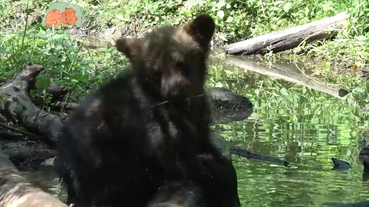 В тверском Центре спасения биологи строят дамбы в вольерах медвежат - новости ТИА