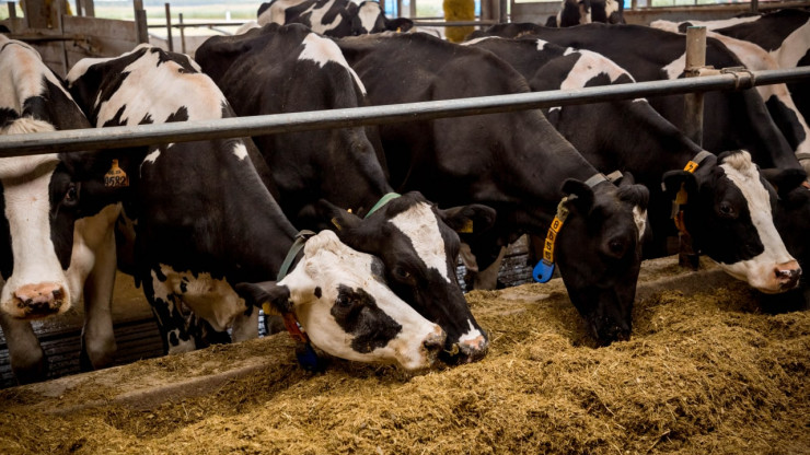 В 2022 году в Тверской области увеличилось производство молока и мяса - новости ТИА
