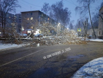 В Твери рухнувшее дерево оборвало электрический кабель - Новости ТИА