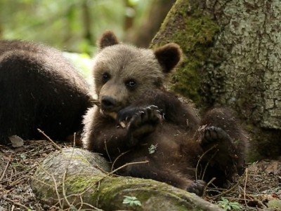Травмированного медвежонка Веснушкина приятель научил лазать по деревьям - новости ТИА