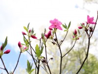 В Ботаническом саду расцвели рододендроны - новости ТИА