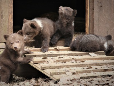 Первые прогулки: биологи Пажетновы показали, как растут спасённые медвежата - новости ТИА